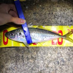 やっぱり尺はいた！！