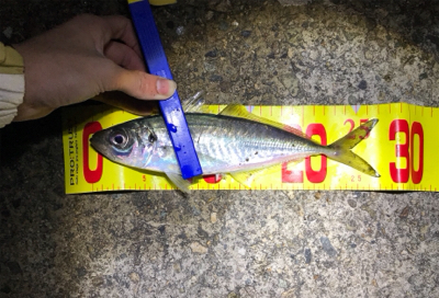 やっぱり尺はいた！！