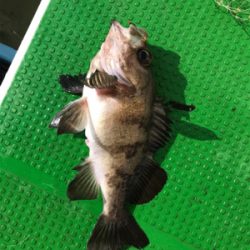 メバルサビキ  丸松乗合船