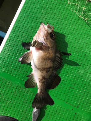 メバルサビキ  丸松乗合船