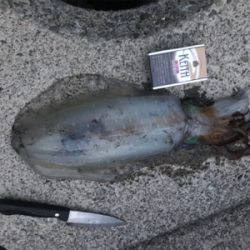 アオリイカ３杯