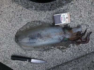 アオリイカ３杯