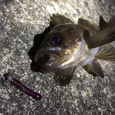 満潮前は絶好調！