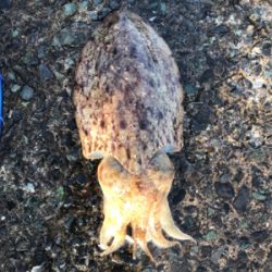 コウイカシーズン到来！！