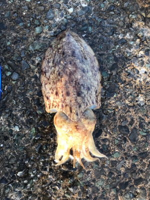 コウイカシーズン到来！！