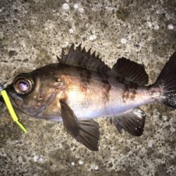 メバリング調査に行ってきました