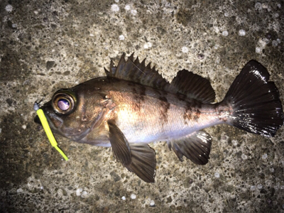 メバリング調査に行ってきました