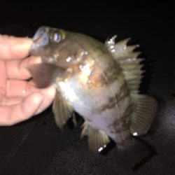 少し上向きメバリング