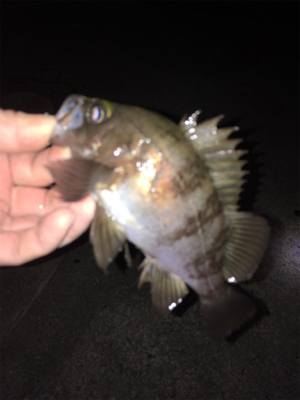 少し上向きメバリング