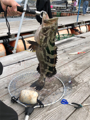 クエーーーーーー