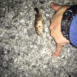 メバリング？いやガシリング