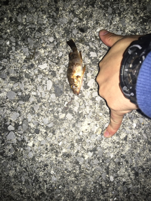 メバリング？いやガシリング