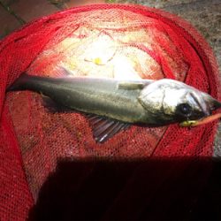 ワームでガツンッと54cmシーバス