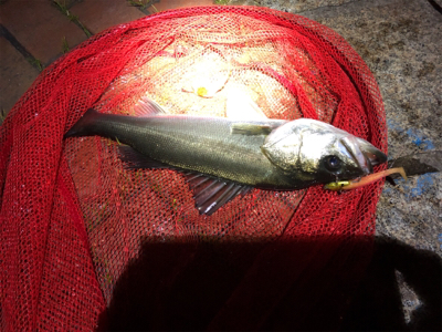 ワームでガツンッと54cmシーバス