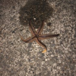 シーバスをエサ釣りで釣ろう！