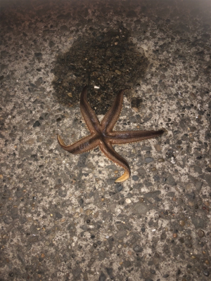 シーバスをエサ釣りで釣ろう！