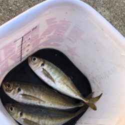 初めての朝釣行