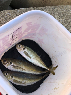 初めての朝釣行