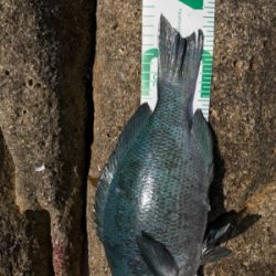 沖ノ島フカセグレ