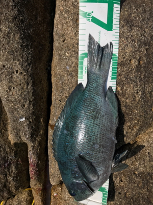 沖ノ島フカセグレ