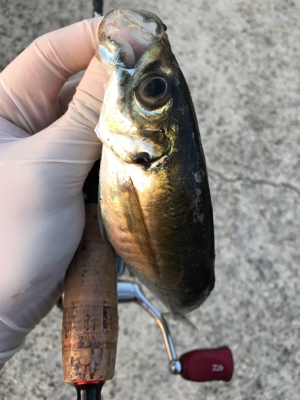 めゔぁる は ゐずこへ(釣行其の拾五)