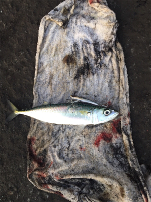 久々の大物(*´∀`)♪