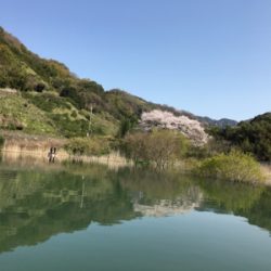 桜花トップウォーター