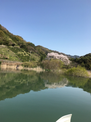 桜花トップウォーター