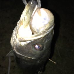 シーバス 73センチ