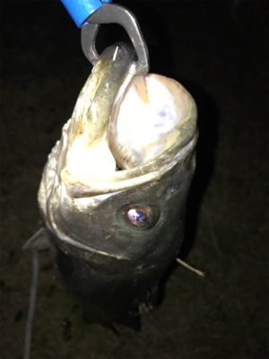 シーバス 73センチ