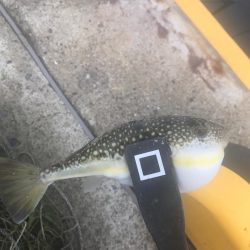 久しぶりのアジ