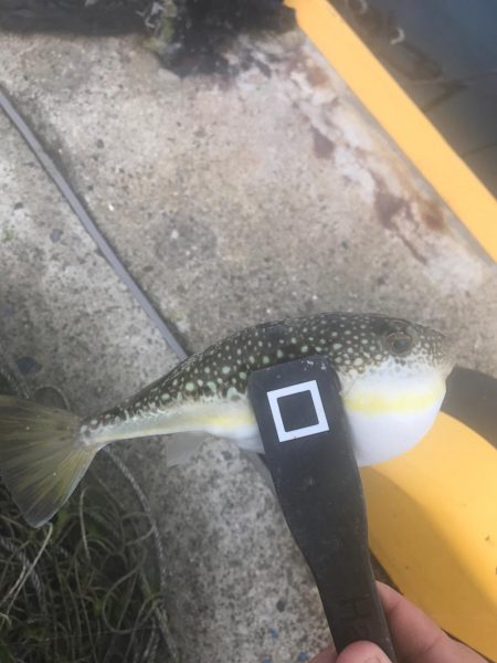 久しぶりのアジ