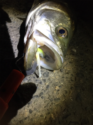 シーバスゲット！