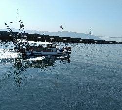 コブダイ釣りにかかったアイナメ