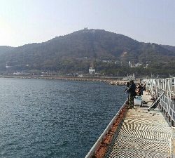 今年最初のカレイ