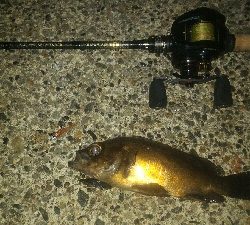 獰猛なメバル達