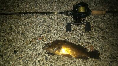 獰猛なメバル達