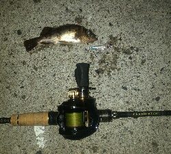 春の訪れメバルポンポン