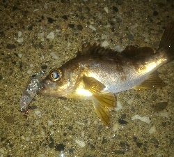 安定のロリメバルポンポン