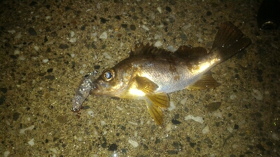 安定のロリメバルポンポン