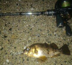 雨中のメバルポンポン