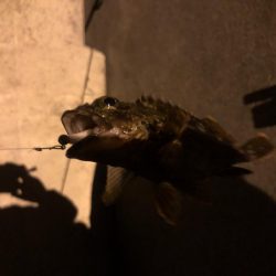 リリースサイズのガシラばかり