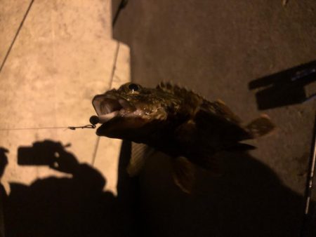 リリースサイズのガシラばかり