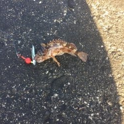 カサゴの唐揚げ