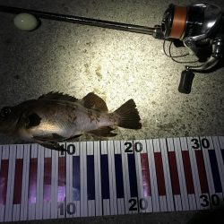 金メバルラッシュ！