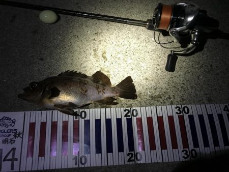 金メバルラッシュ！