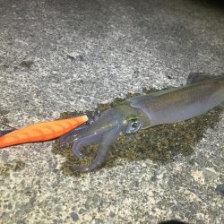 サイズアップ！