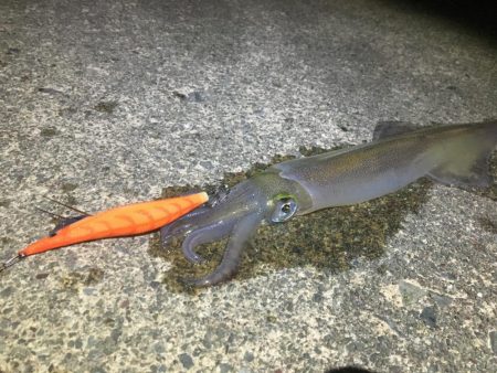 サイズアップ！