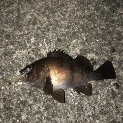 プチ祭メバリング♪