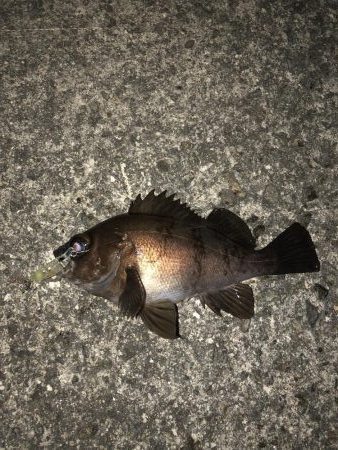 プチ祭メバリング♪